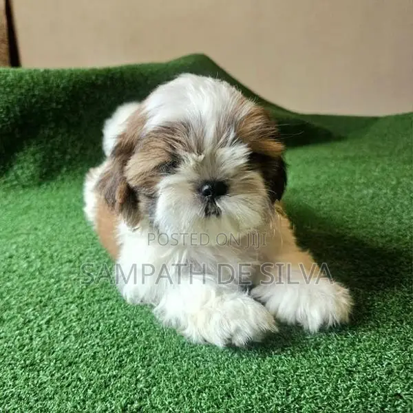 Puppies (Shih Tzu )