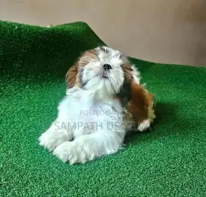 Puppies (Shih Tzu )