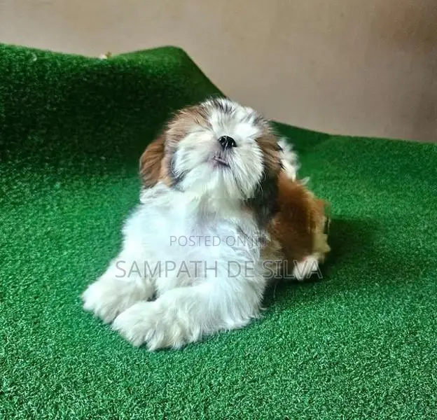 Puppies (Shih Tzu )