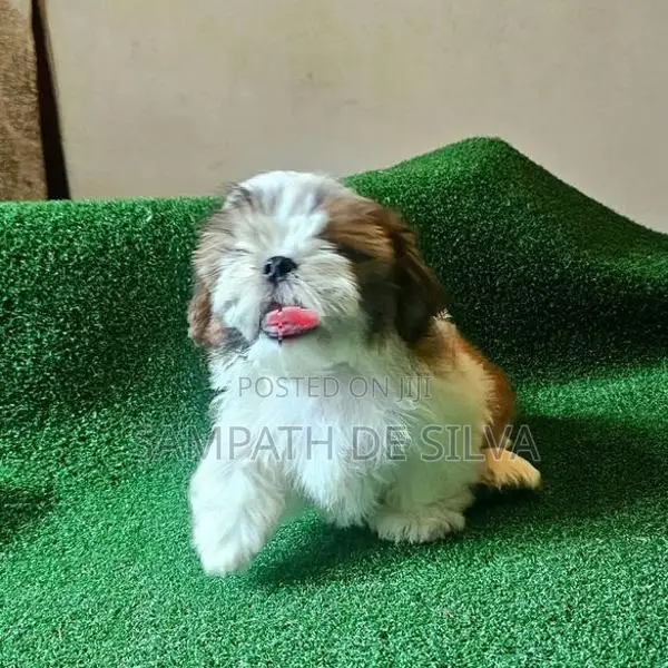 Puppies (Shih Tzu )