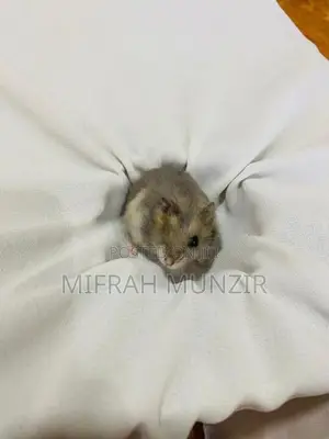 Dwarf Hamsters