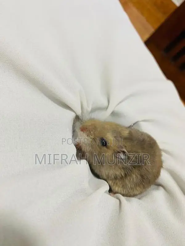 Dwarf Hamsters