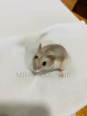 Dwarf Hamsters