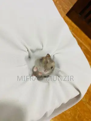 Dwarf Hamsters