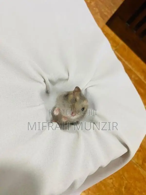 Dwarf Hamsters