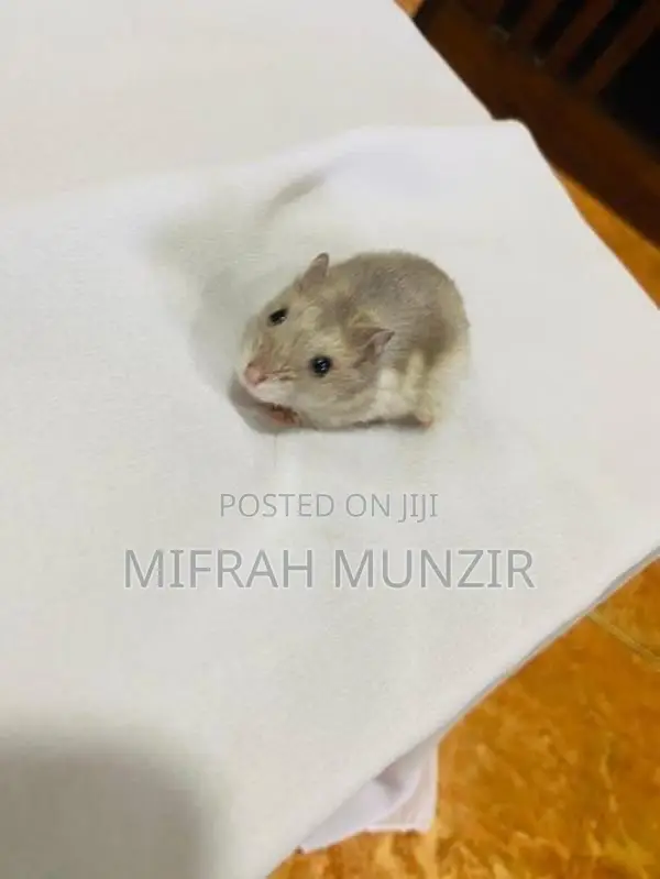 Dwarf Hamsters