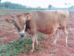 Nampan Cow