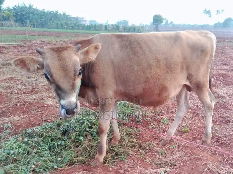 Nampan Cow