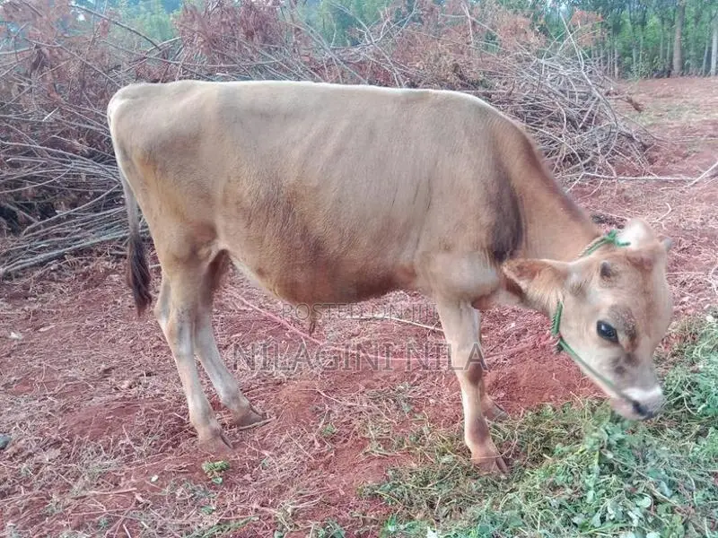 Nampan Cow