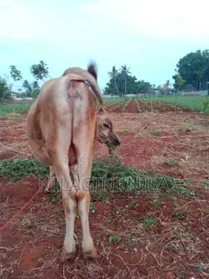 Nampan Cow