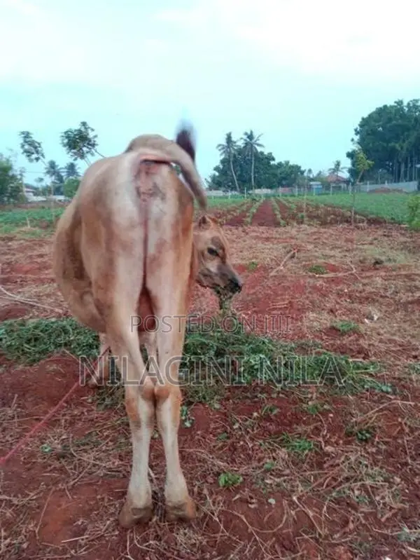 Nampan Cow