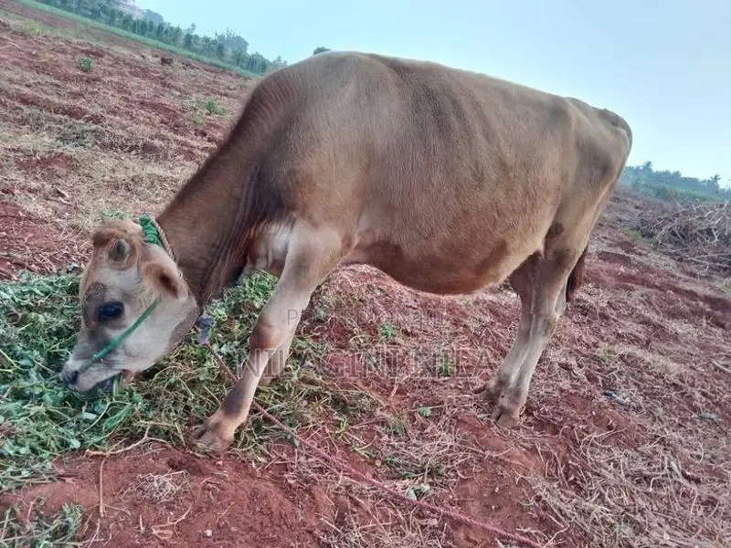 Nampan Cow