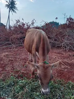 Nampan Cow