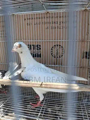 Pigeon