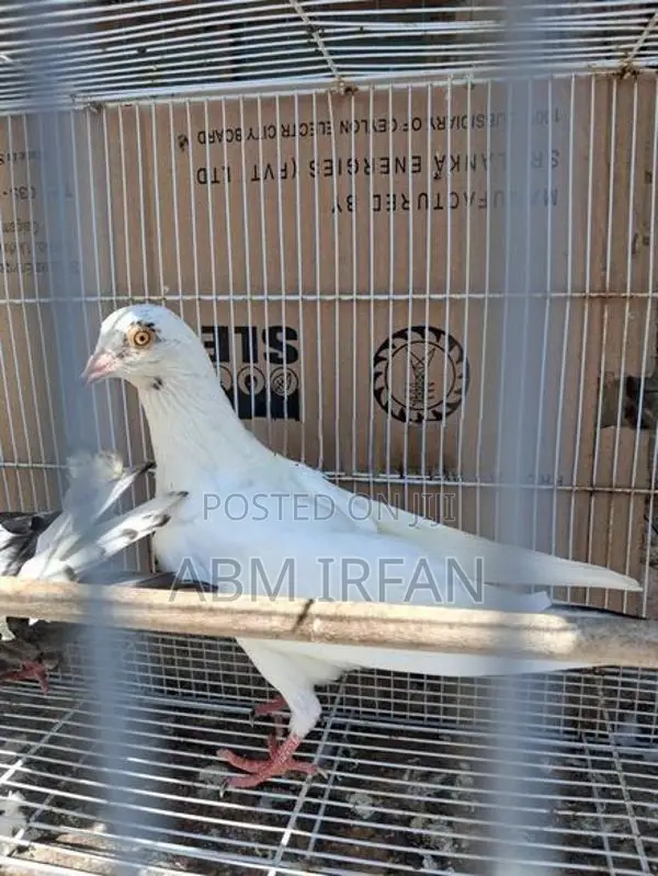 Pigeon