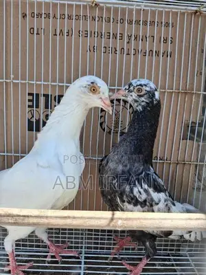 Pigeon