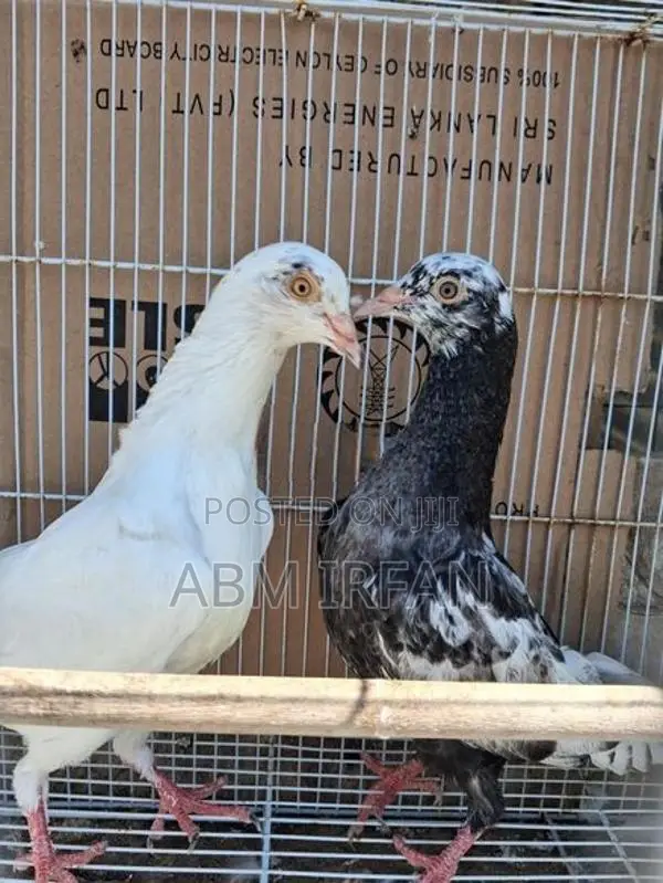 Pigeon