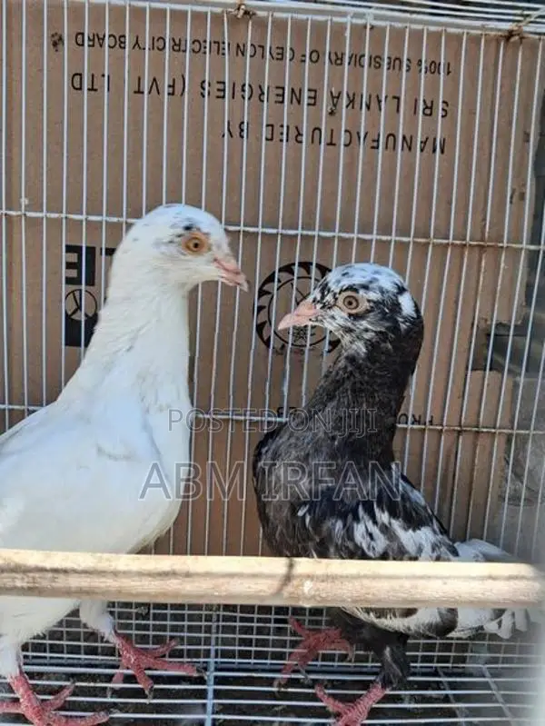 Pigeon