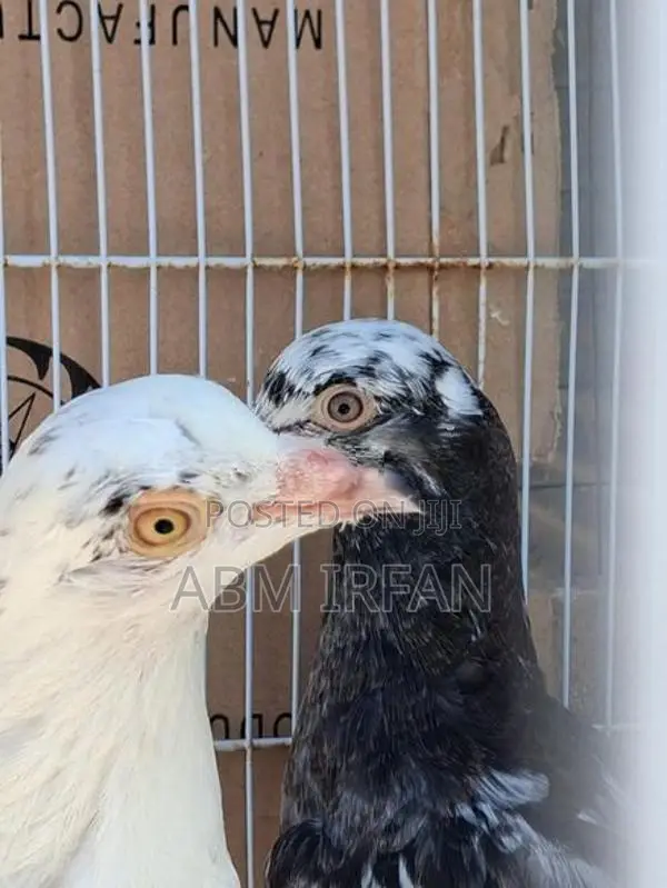 Pigeon