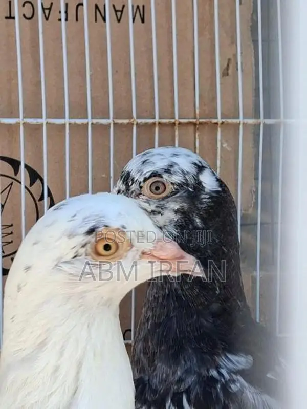 Pigeon