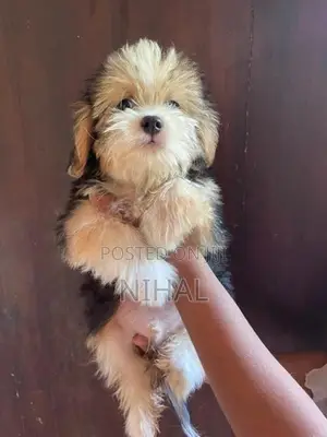 Terrier Puppies