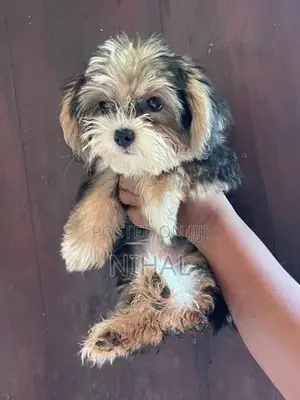 Terrier Puppies