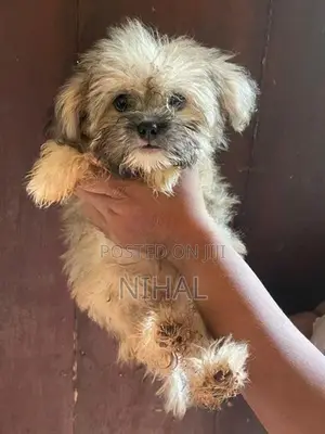 Terrier Puppies