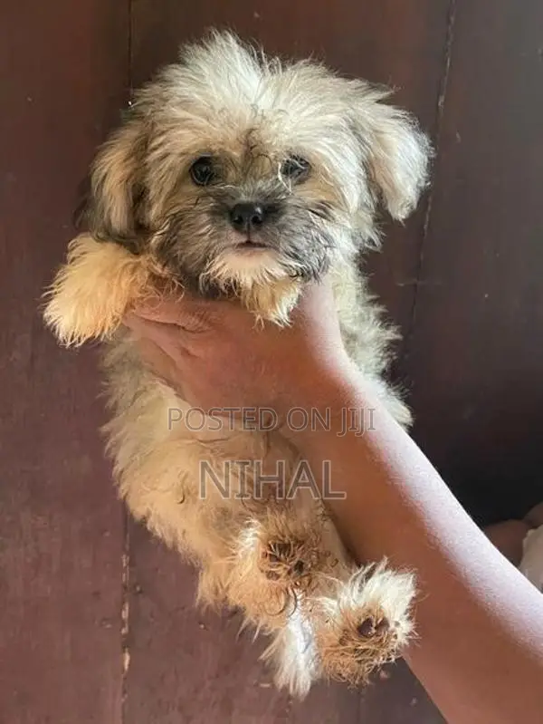 Terrier Puppies