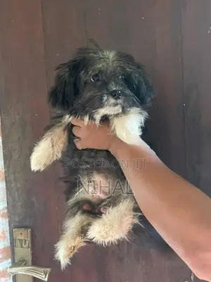 Terrier Puppies
