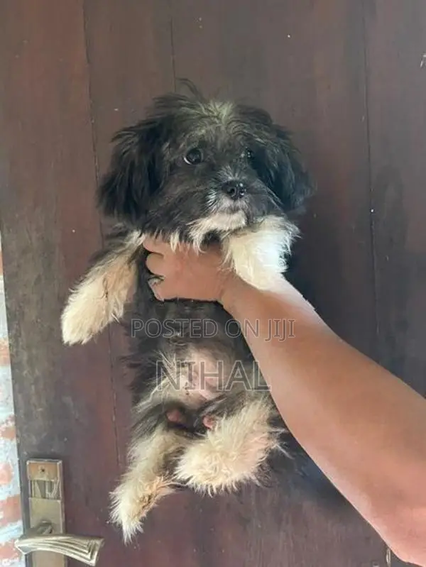 Terrier Puppies