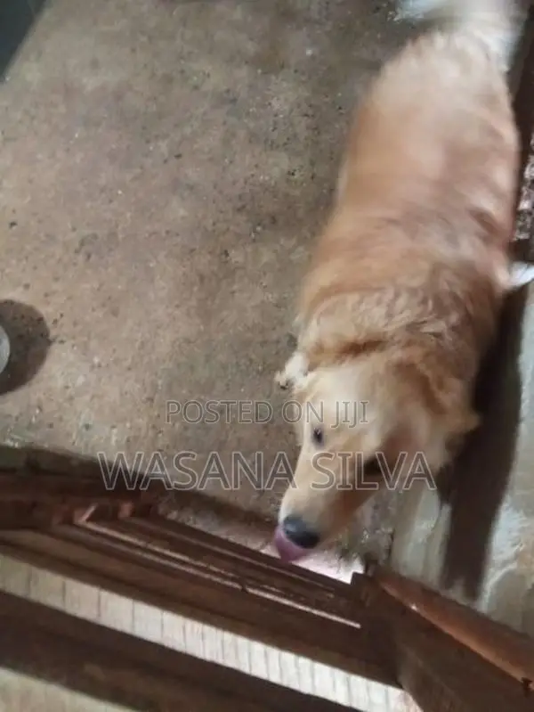 Golden Retriever