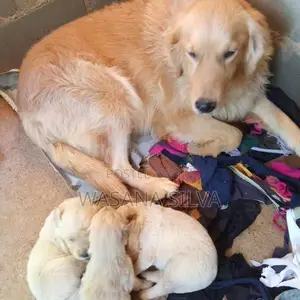 Golden Retriever