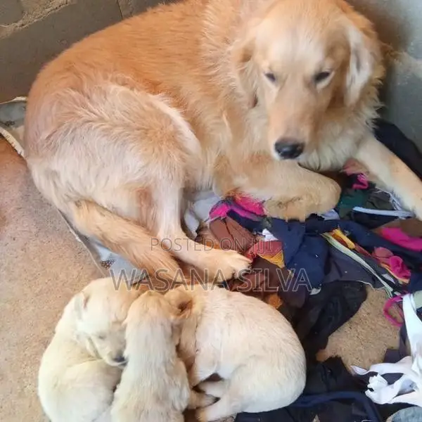 Golden Retriever
