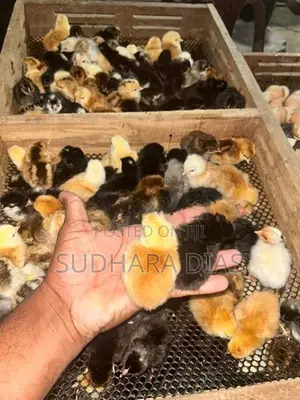 ගම් කුකුල් පැටව්