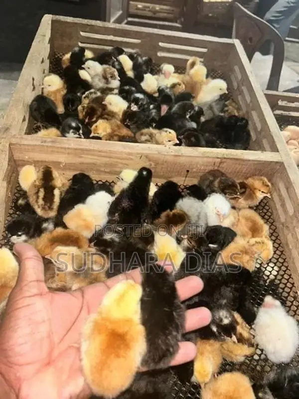ගම් කුකුල් පැටව්