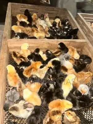 ගම් කුකුල් පැටව්