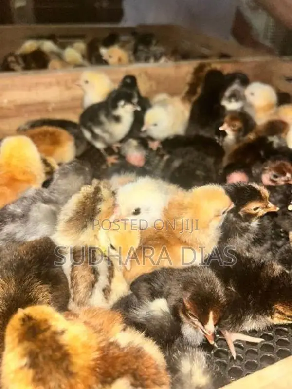 ගම් කුකුල් පැටව්