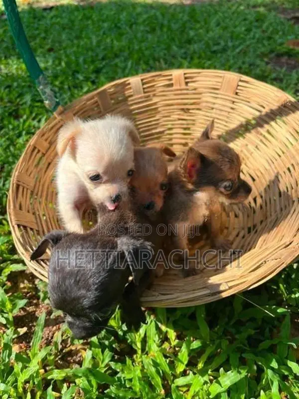 Chihuahua Puppies