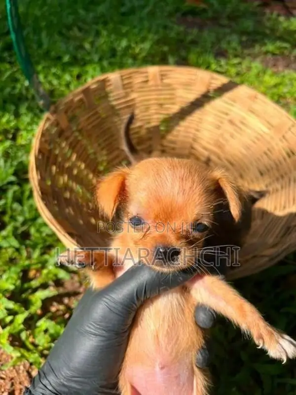 Chihuahua Puppies
