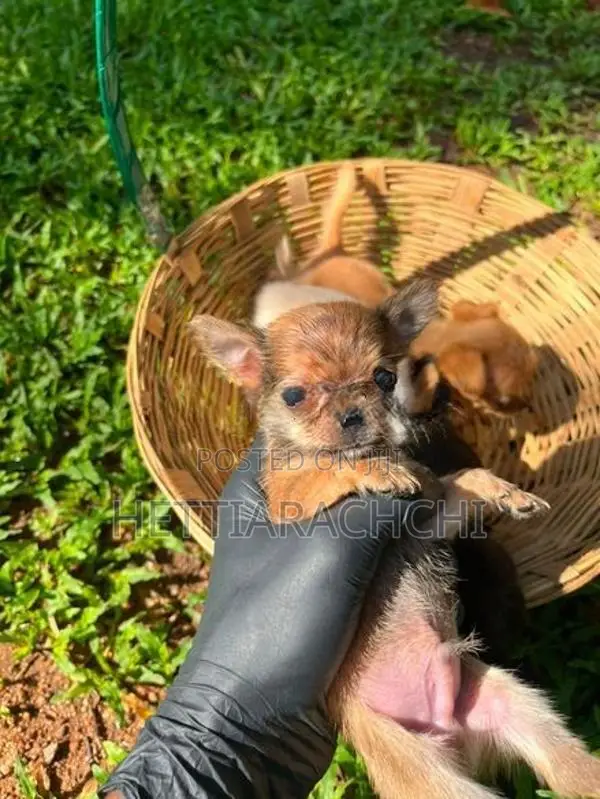 Chihuahua Puppies