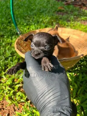 Chihuahua Puppies
