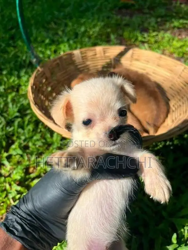 Chihuahua Puppies