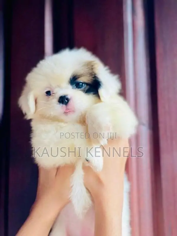 Shih Tzu Puppies