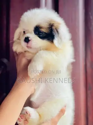 Shih Tzu Puppies