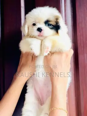 Shih Tzu Puppies