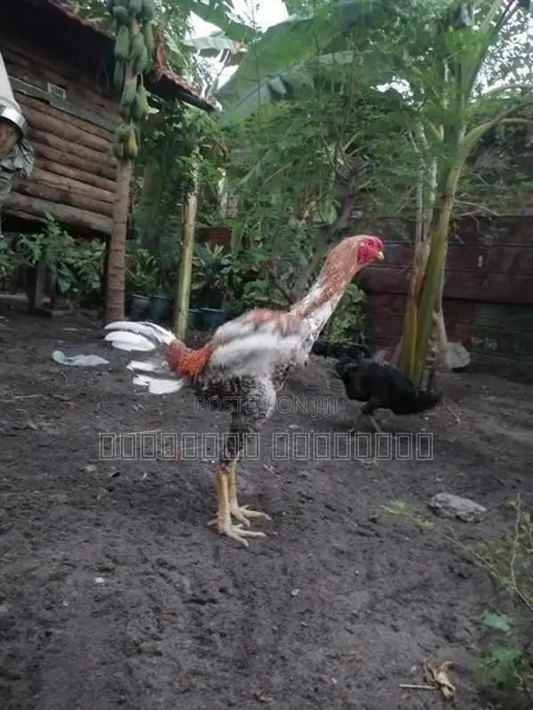 Sandai Seval
