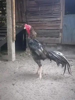 Sandai Seval