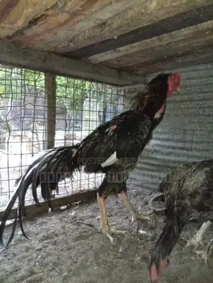 Sandai Seval