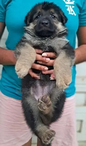 German Shepherd Long Coat Puppies