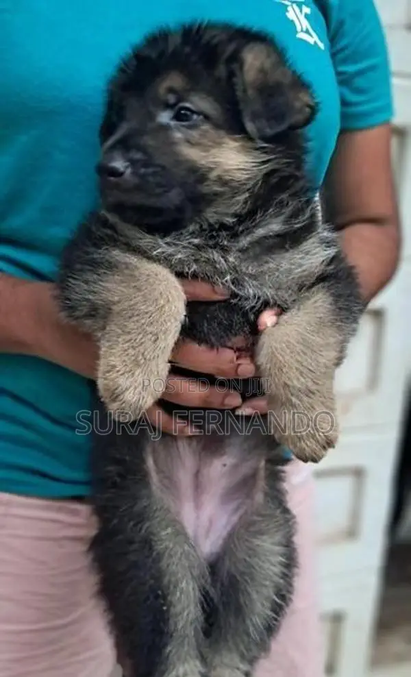 German Shepherd Long Coat Puppies